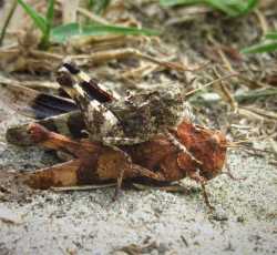 Heuschrecken / Libellen